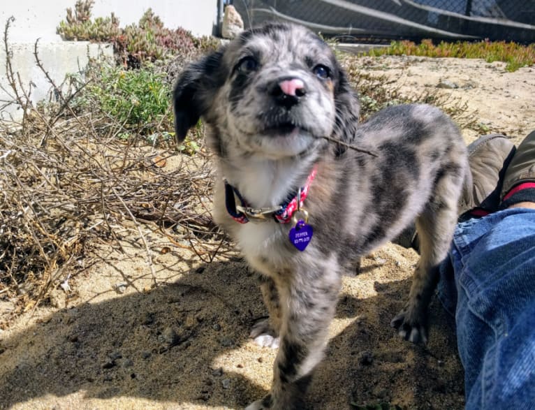 Pepper, a Catahoula Leopard Dog and Australian Cattle Dog mix tested with EmbarkVet.com