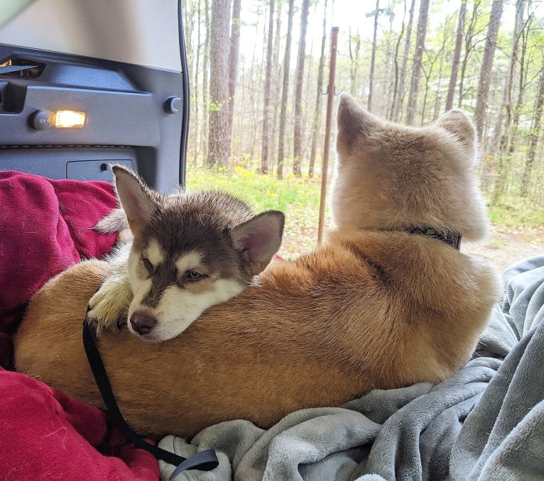 Gambit, a Siberian Husky and Australian Shepherd mix tested with EmbarkVet.com