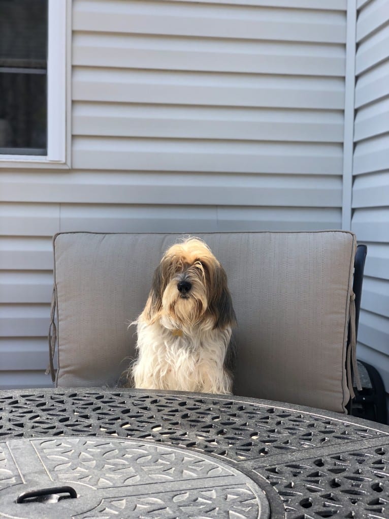 Melon, a Petit Basset Griffon Vendeen tested with EmbarkVet.com