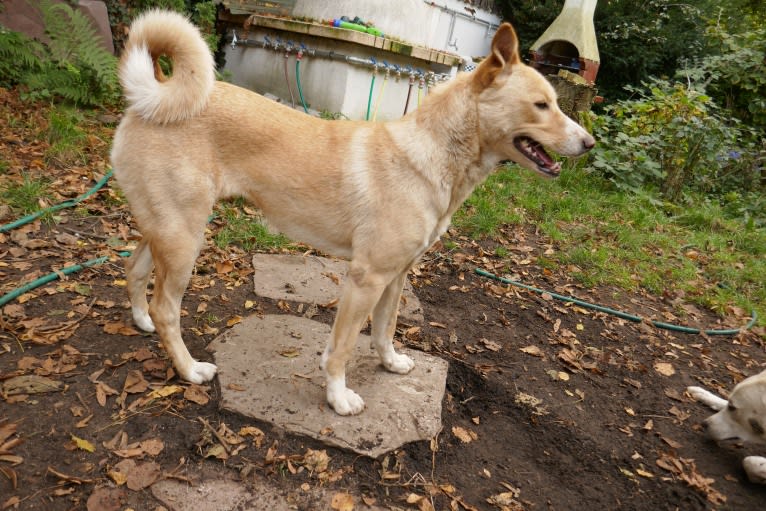 Abbie, a Canaan Dog tested with EmbarkVet.com