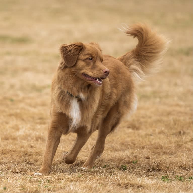 Gregory, a Nova Scotia Duck Tolling Retriever tested with EmbarkVet.com