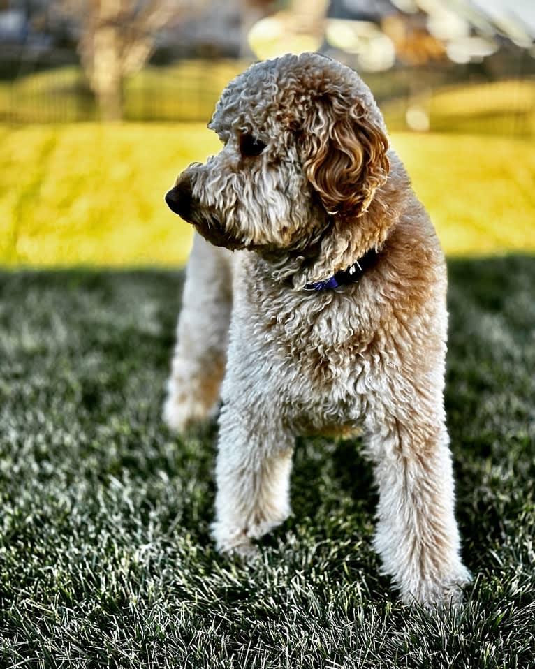 Pharaoh, a Goldendoodle tested with EmbarkVet.com