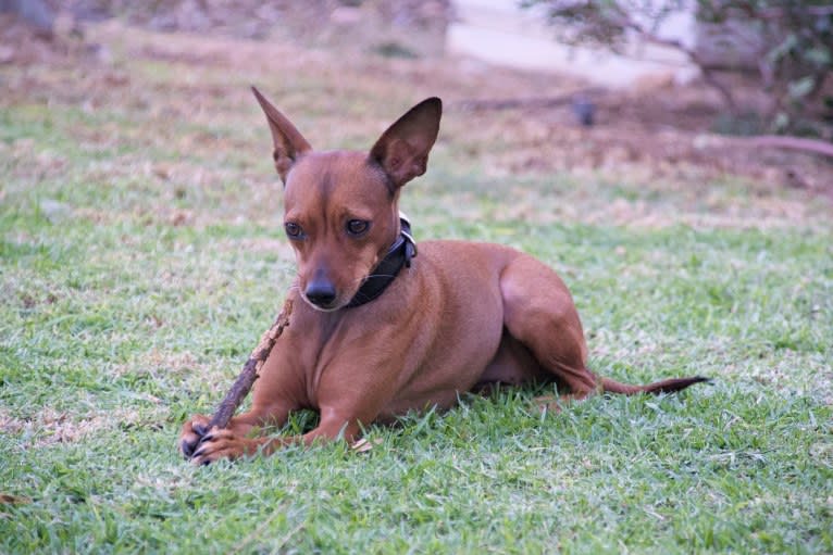 Phoebe, an European Village Dog and Miniature Pinscher mix tested with EmbarkVet.com