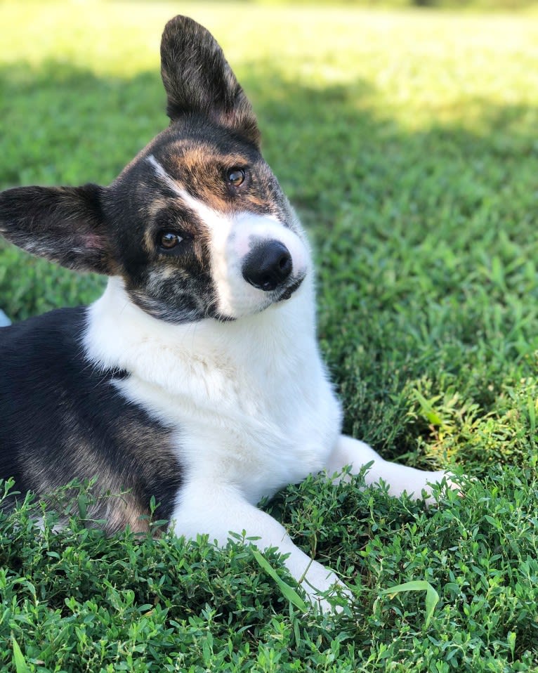 Sonny, a Pembroke Welsh Corgi tested with EmbarkVet.com