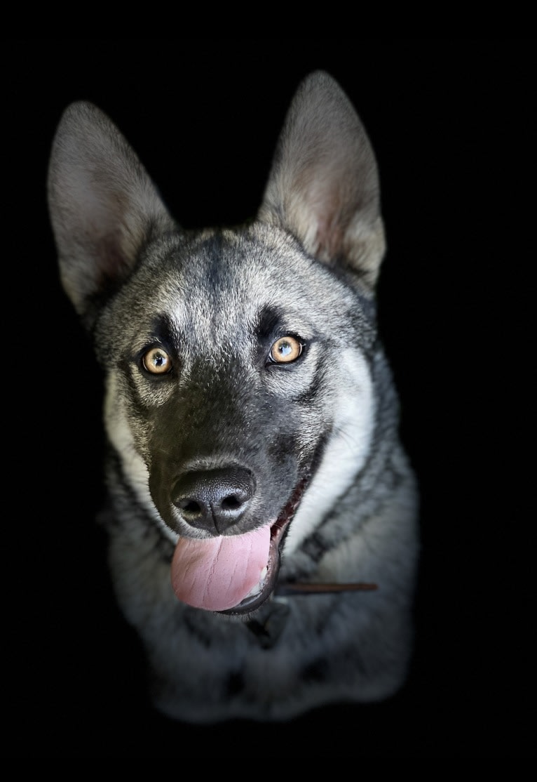 Sven, a Siberian Husky and Norwegian Elkhound mix tested with EmbarkVet.com