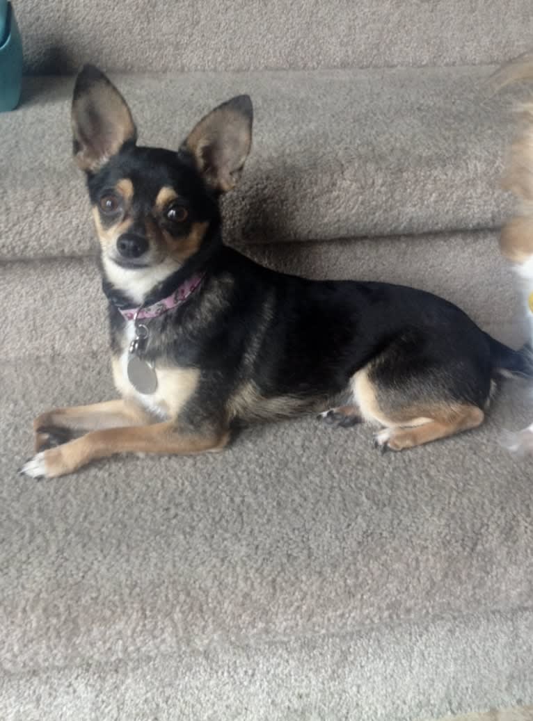 Coco, a Chihuahua and Rat Terrier mix tested with EmbarkVet.com