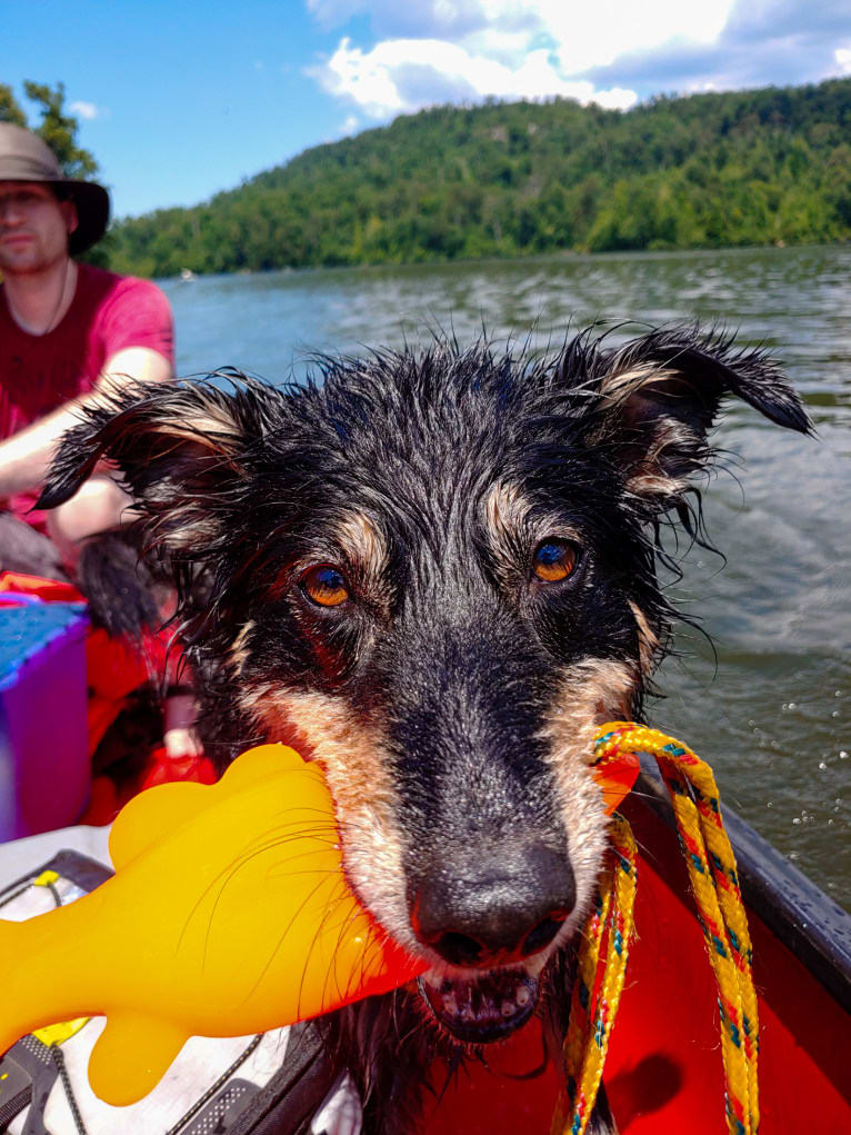 Maple, an English Shepherd tested with EmbarkVet.com