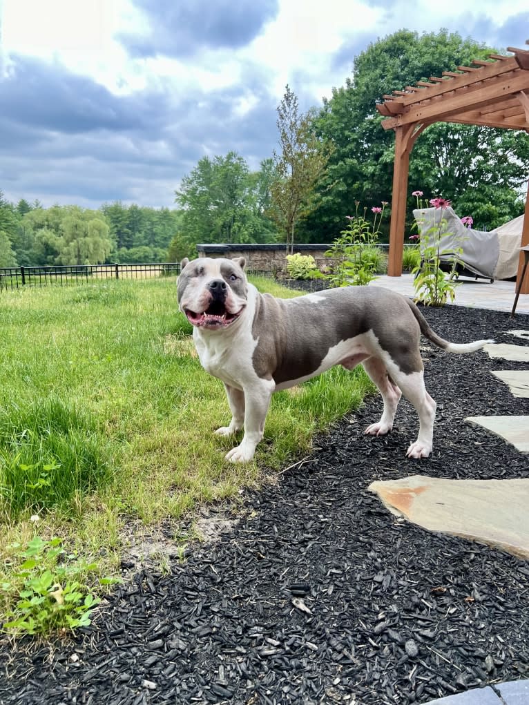 Rhino, an American Bully and Bulldog mix tested with EmbarkVet.com