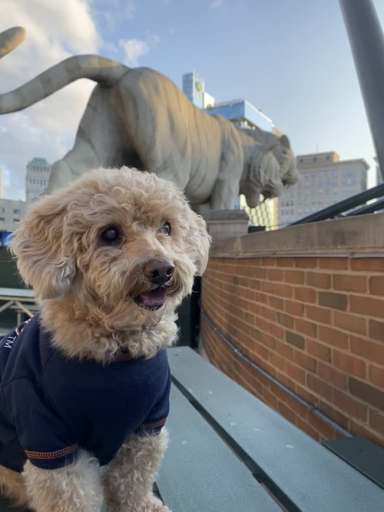 Cocomelon, a Poodle (Small) and Lhasa Apso mix tested with EmbarkVet.com