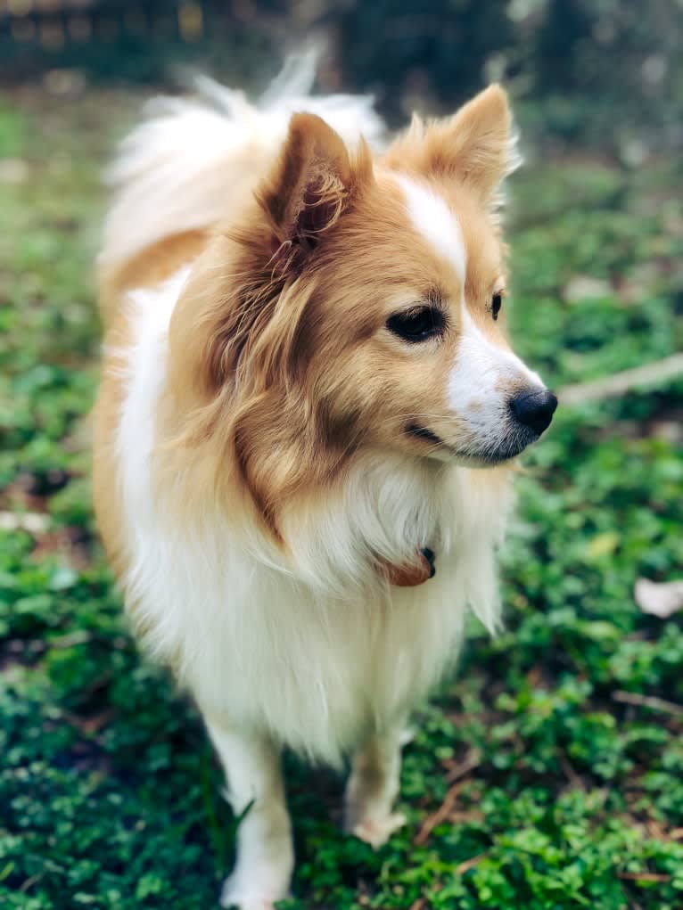 Foxley, a Pomeranian tested with EmbarkVet.com