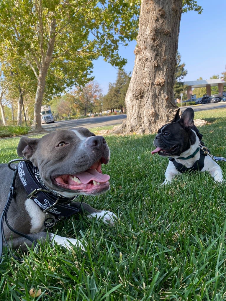 Koichi “Kohh”, a French Bulldog tested with EmbarkVet.com