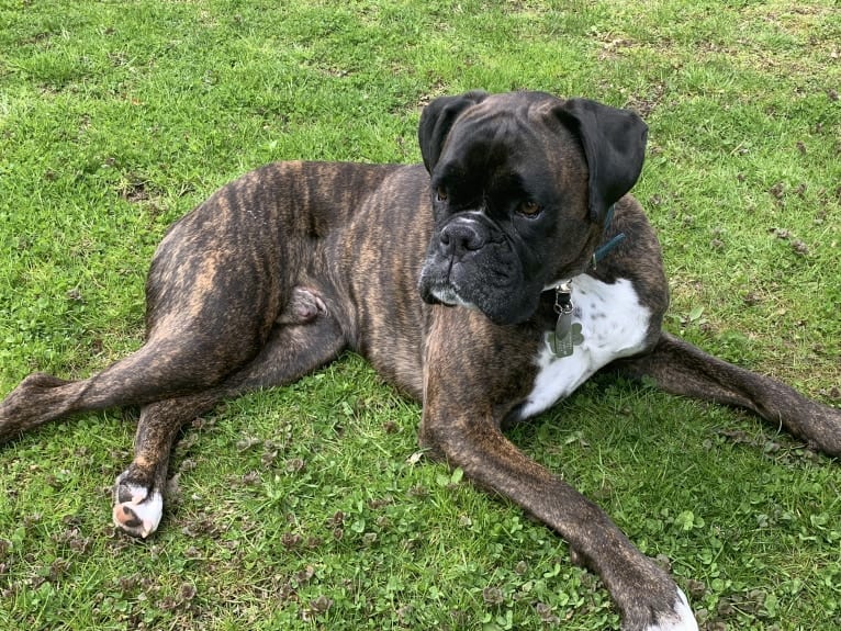 Murray, a Boxer tested with EmbarkVet.com