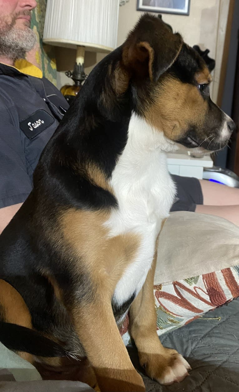 Duke Ferguson, an American Pit Bull Terrier and Australian Cattle Dog mix tested with EmbarkVet.com