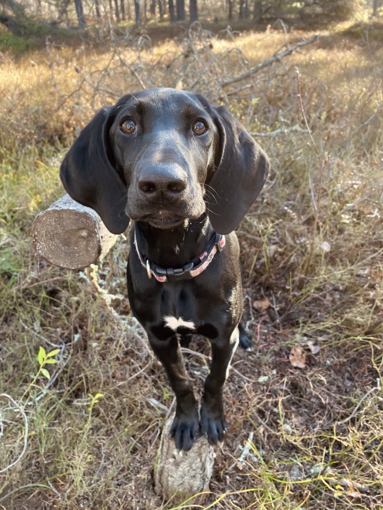 Spree, a German Shorthaired Pointer and Alaskan-type Husky mix tested with EmbarkVet.com