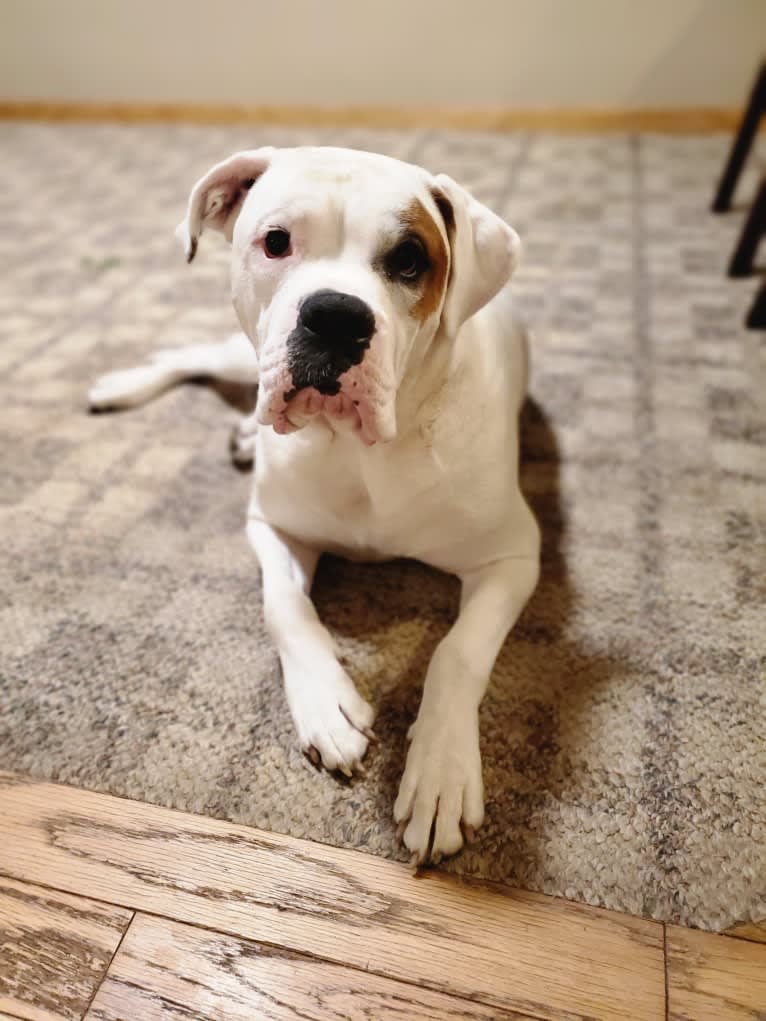 Thorsen, a Boxer and Saint Bernard mix tested with EmbarkVet.com