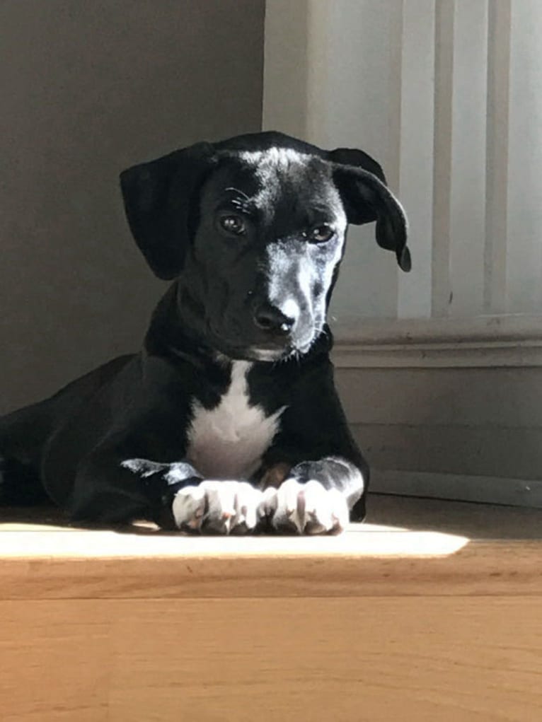 Daisy, a German Shepherd Dog and Boxer mix tested with EmbarkVet.com