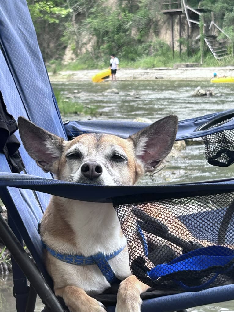 Chako, a Chihuahua and Poodle (Small) mix tested with EmbarkVet.com