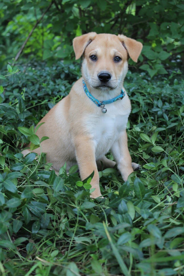 Bones, a Carolina Dog tested with EmbarkVet.com