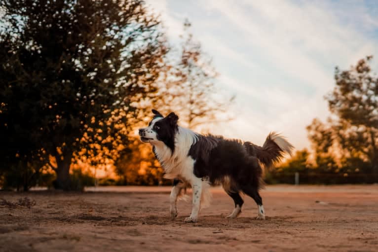 Donut, a Border Collie tested with EmbarkVet.com