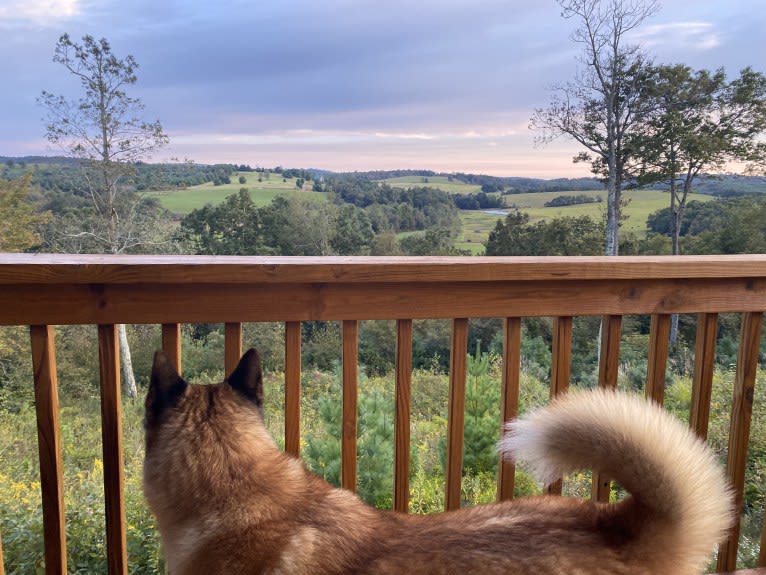 Rocky, an Akita tested with EmbarkVet.com