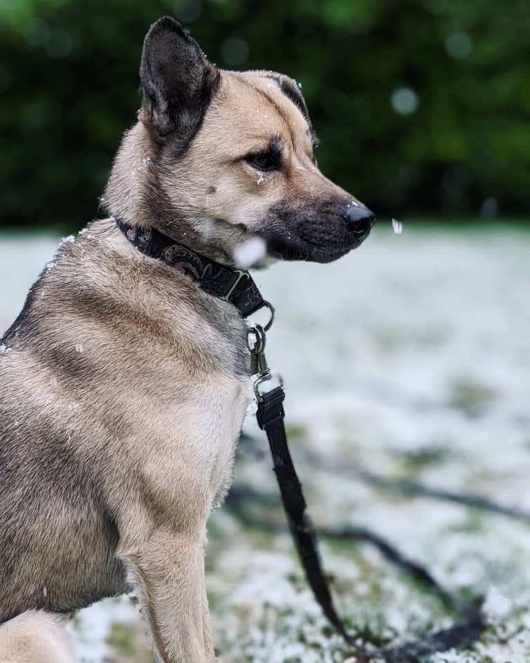 Moosey, an East Asian Village Dog tested with EmbarkVet.com