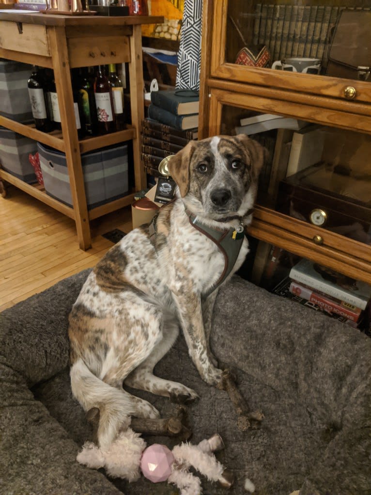 Monty, an Australian Cattle Dog and Labrador Retriever mix tested with EmbarkVet.com