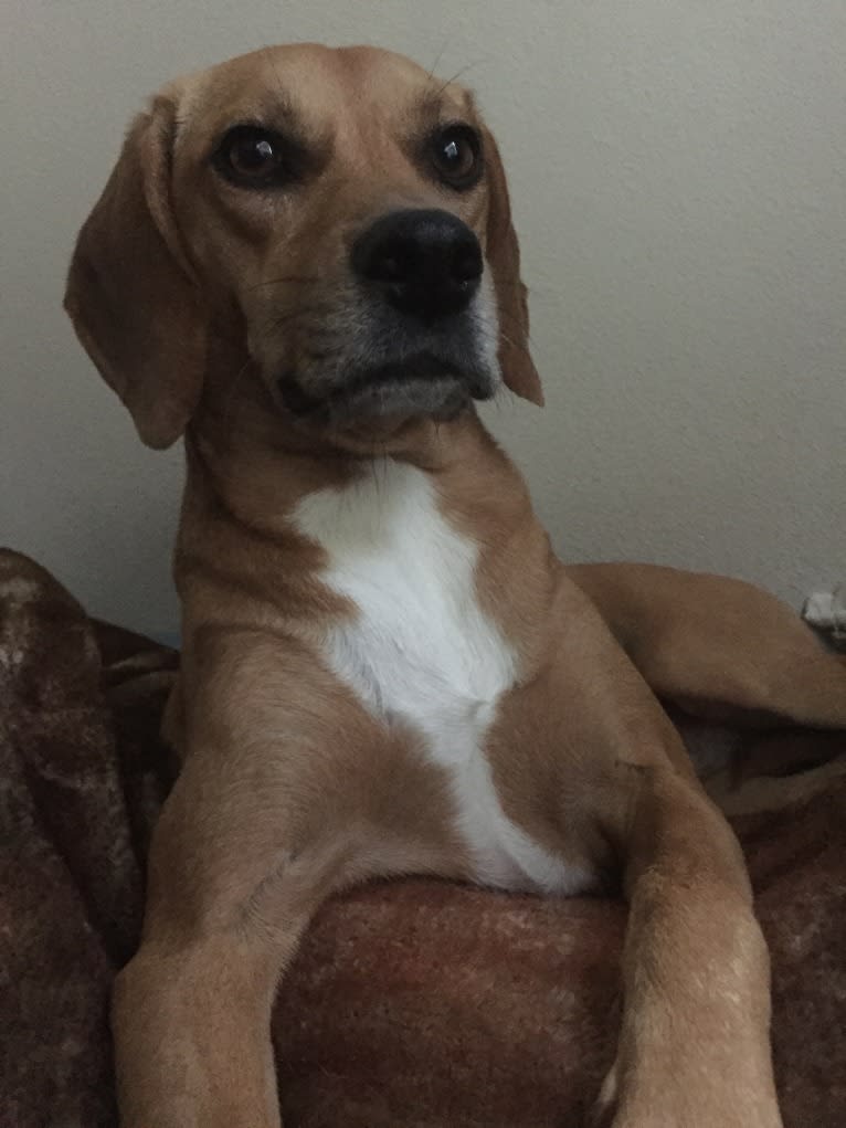 Scout, a Beagle and Boxer mix tested with EmbarkVet.com