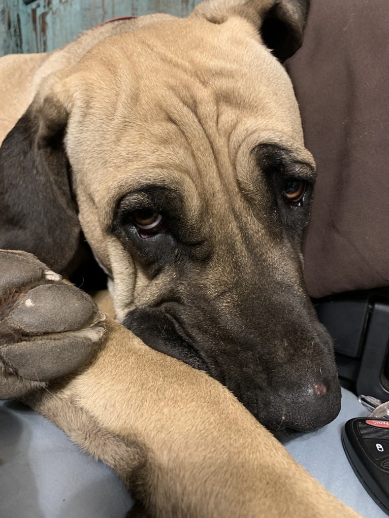 Beloved Corina, a Cane Corso tested with EmbarkVet.com