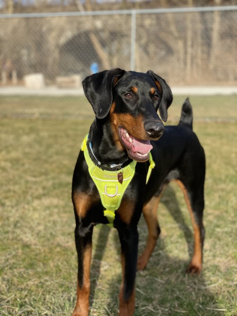 Arlo, a Doberman Pinscher tested with EmbarkVet.com