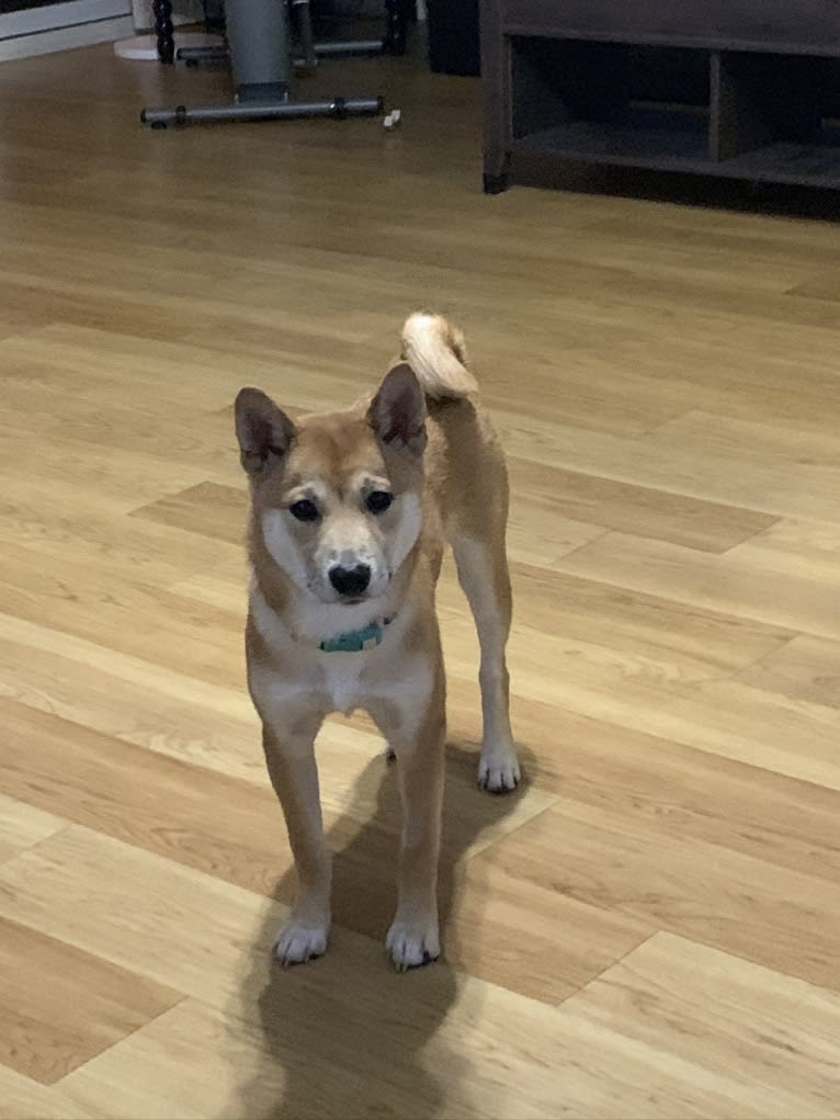 Madison, a Shiba Inu tested with EmbarkVet.com