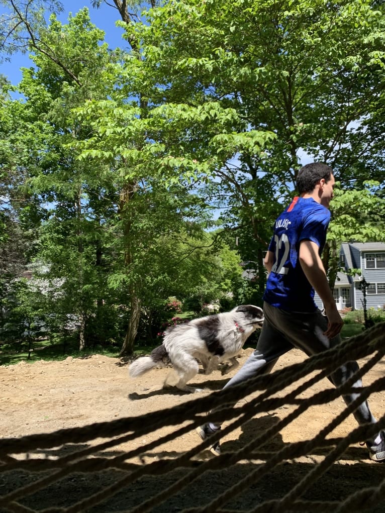 Frankie Ocean, a Great Pyrenees and Maremma Sheepdog mix tested with EmbarkVet.com