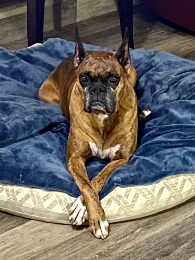 Whiskey - Baldwin's Love Note, a Boxer tested with EmbarkVet.com