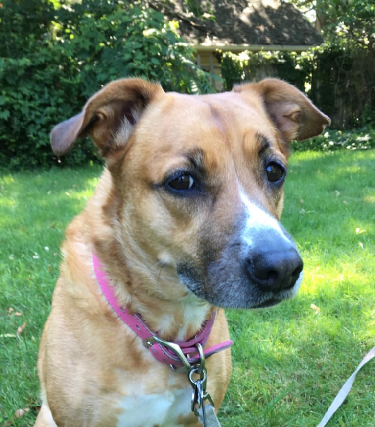 Rustee, an American Pit Bull Terrier and American Bulldog mix tested with EmbarkVet.com