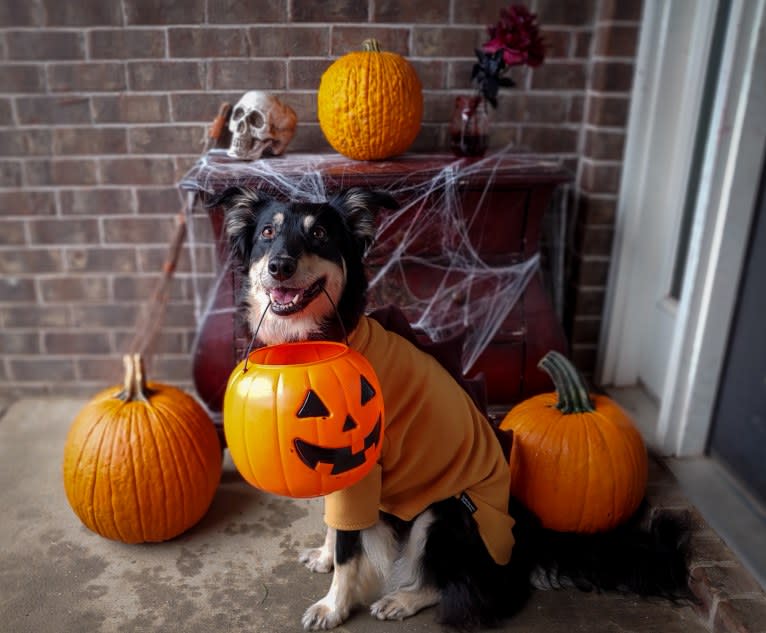 Maple, an English Shepherd tested with EmbarkVet.com