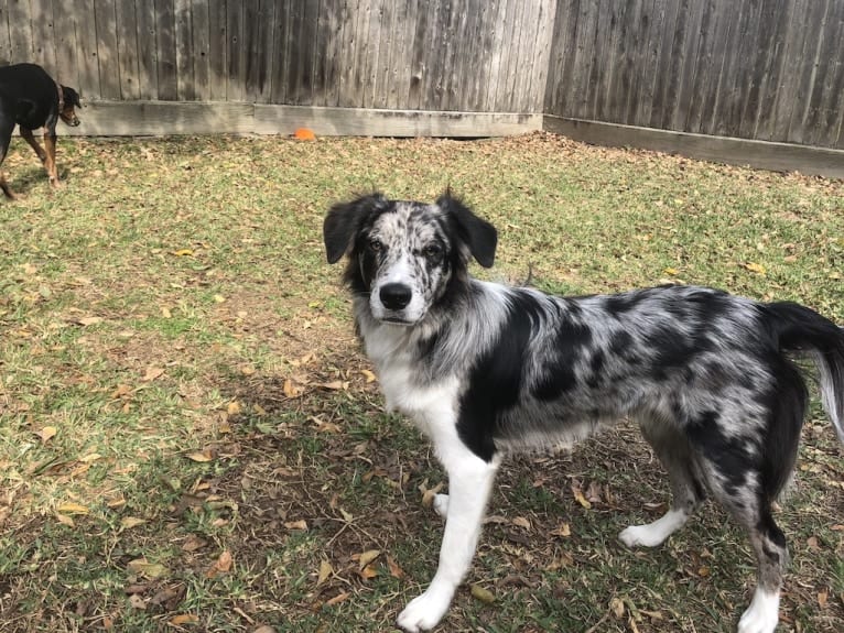 Zuzu, a Border Collie tested with EmbarkVet.com