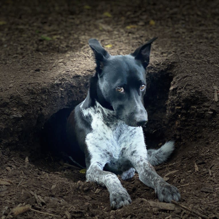 Bodhi, a South Asian Village Dog tested with EmbarkVet.com