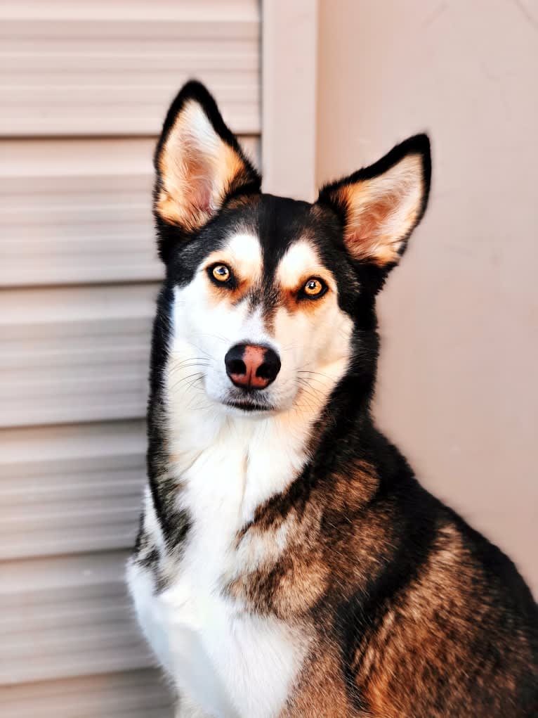 Zuko, a Siberian Husky and German Shepherd Dog mix tested with EmbarkVet.com