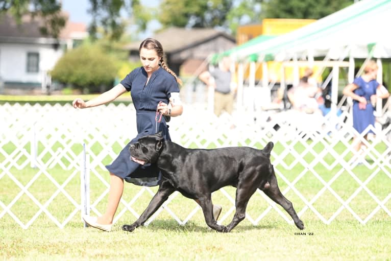 Diesel, a Cane Corso tested with EmbarkVet.com