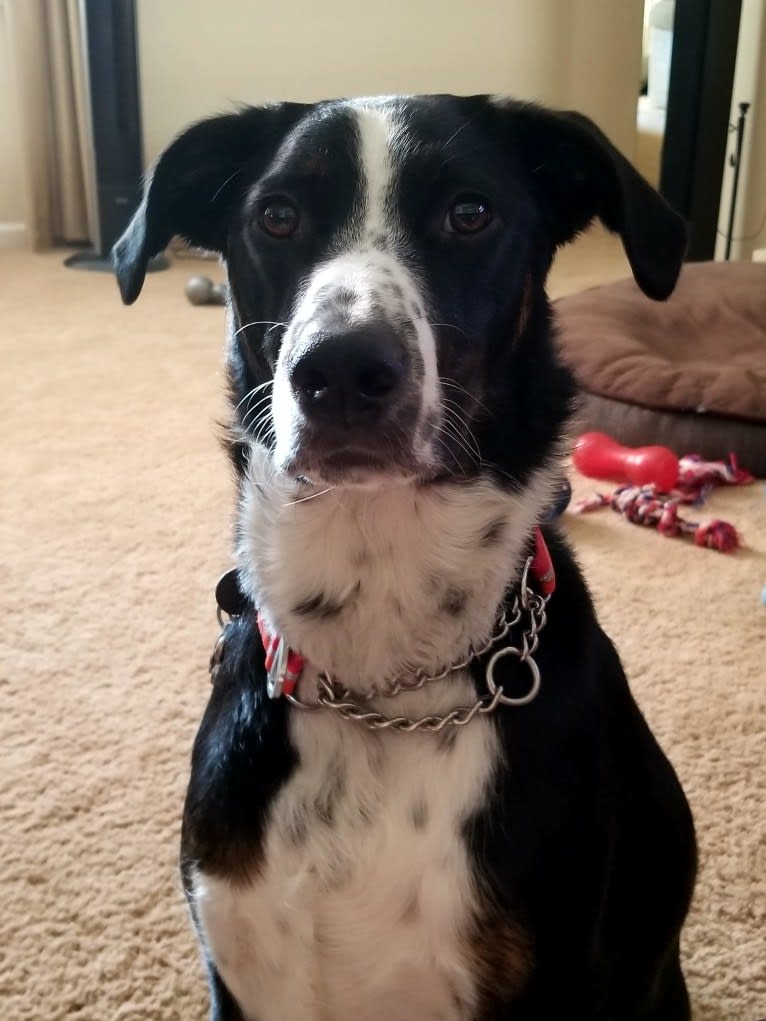 Boomer, an Australian Cattle Dog and Poodle (Standard) mix tested with EmbarkVet.com