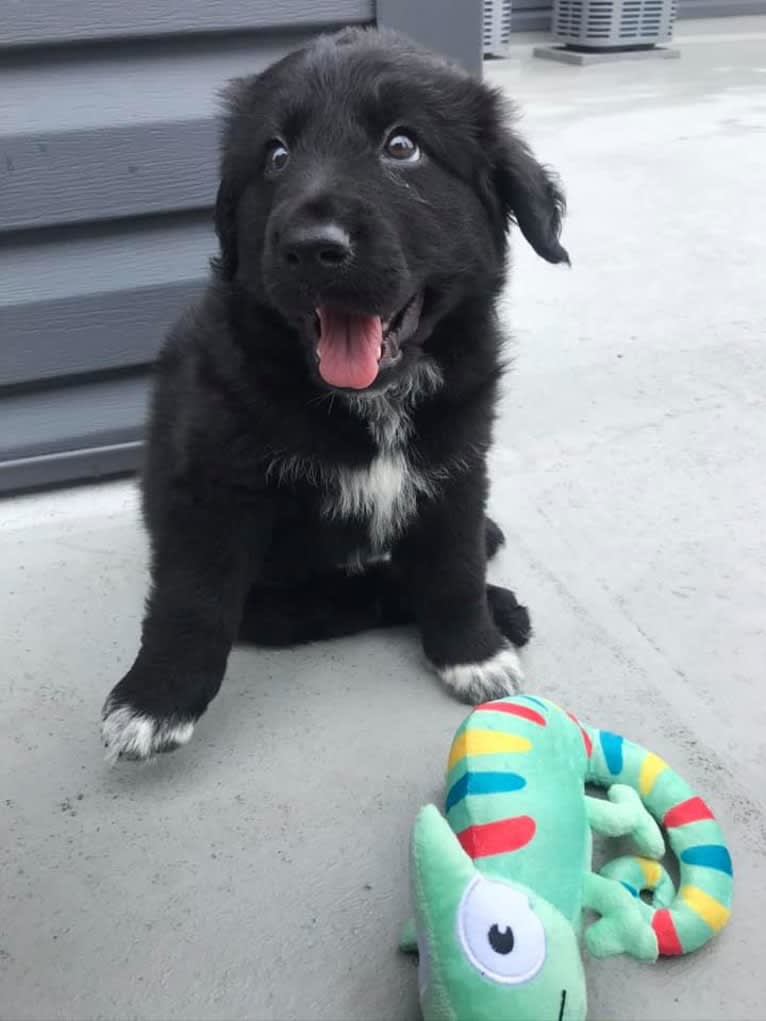 Mason, a Great Pyrenees and Labrador Retriever mix tested with EmbarkVet.com