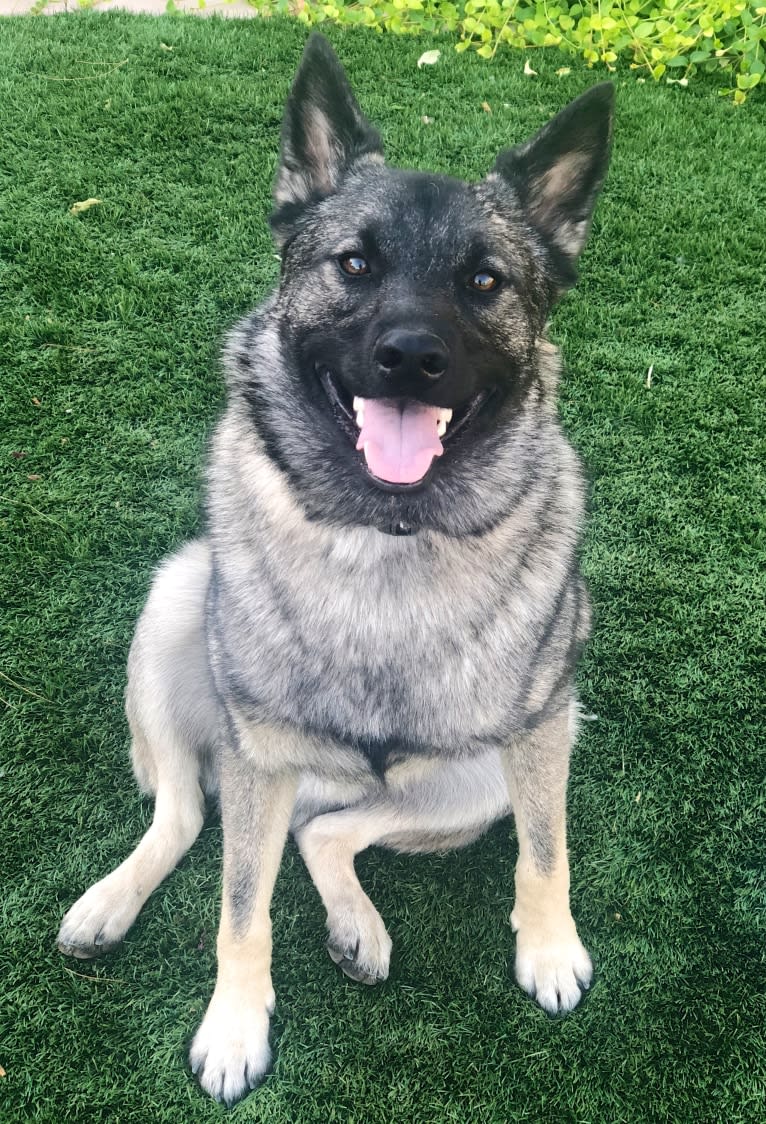 Tucker, a Norwegian Elkhound tested with EmbarkVet.com