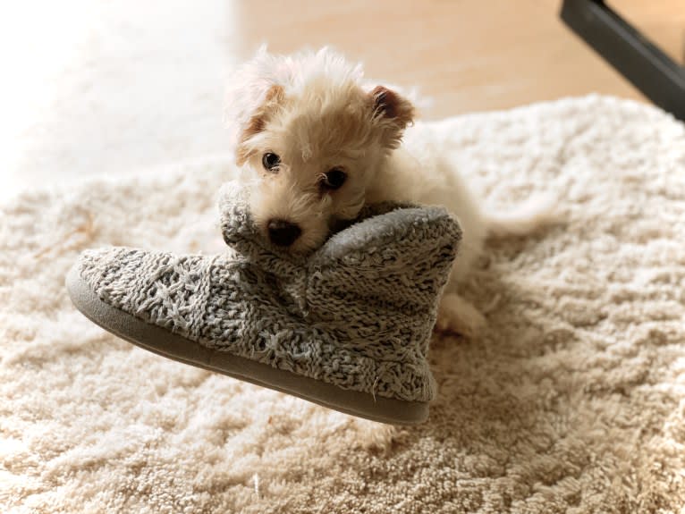 Milo, a Poodle (Small) and Cocker Spaniel mix tested with EmbarkVet.com