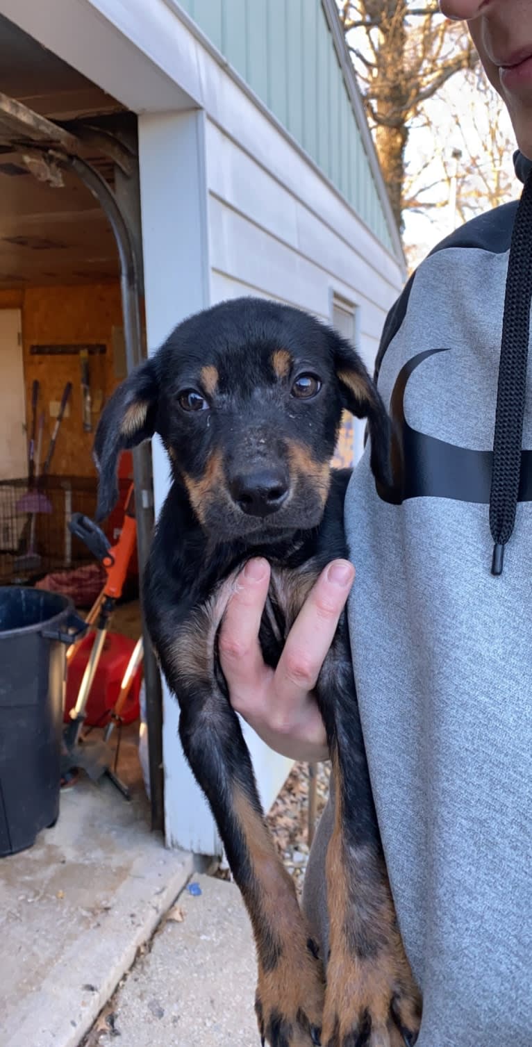 Arlo, a Labrador Retriever and Pointer mix tested with EmbarkVet.com