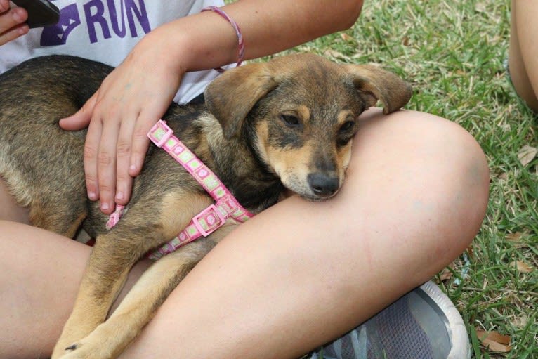 Daphne, a Chihuahua and Dachshund mix tested with EmbarkVet.com