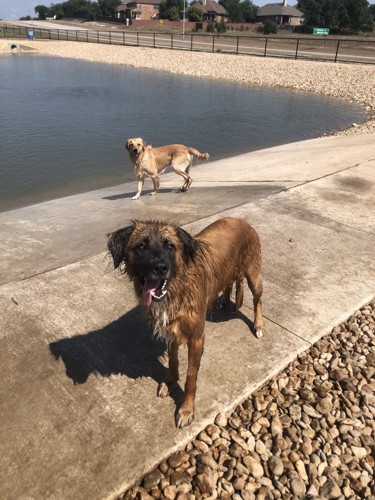 Bodhi, a German Shepherd Dog and Boxer mix tested with EmbarkVet.com