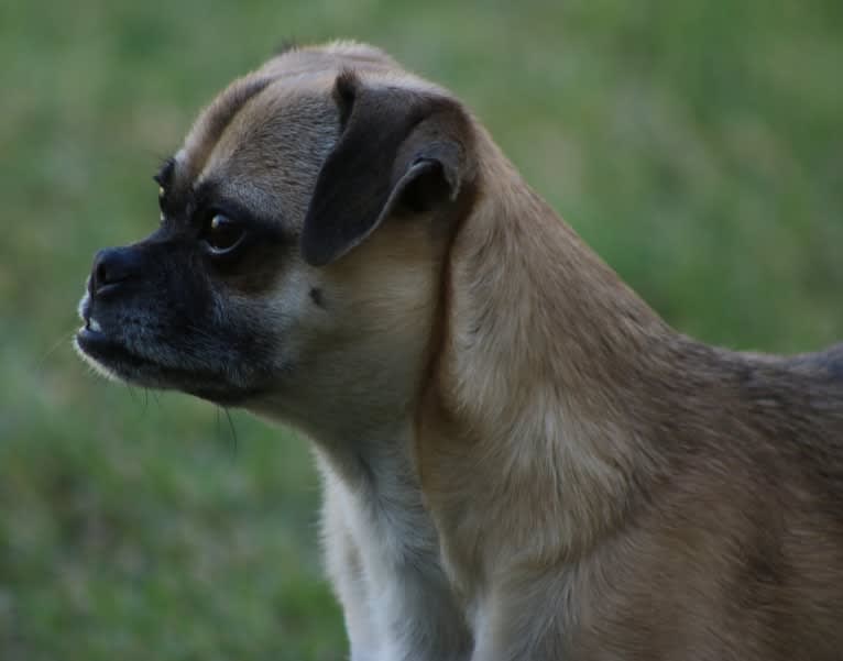 Lola, a Chug tested with EmbarkVet.com