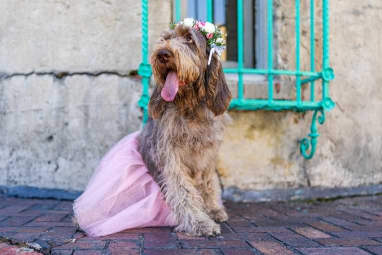 Gia, a Spinone Italiano tested with EmbarkVet.com
