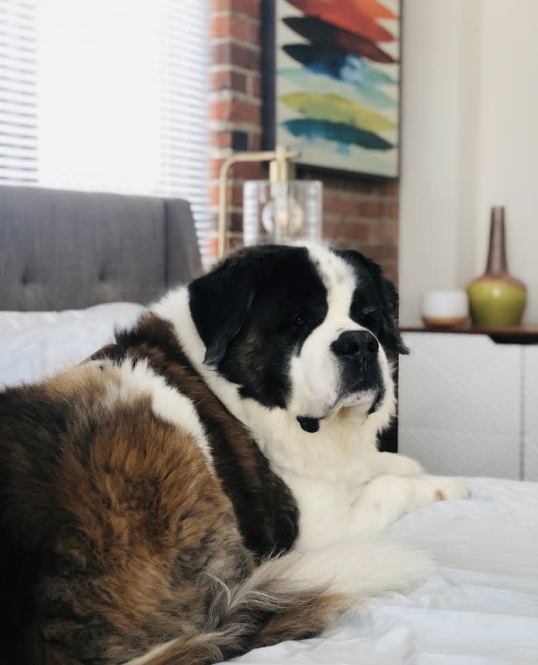 Sully, a Saint Bernard tested with EmbarkVet.com