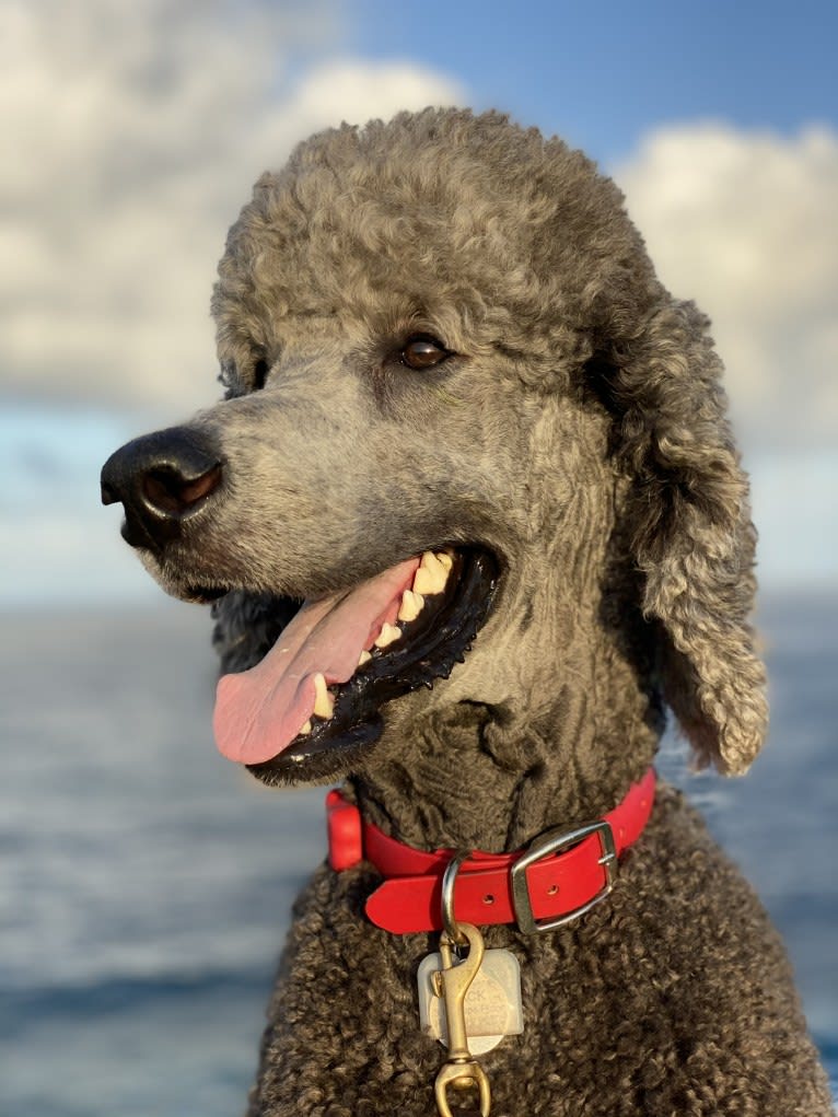 Jack, a Poodle (Standard) tested with EmbarkVet.com
