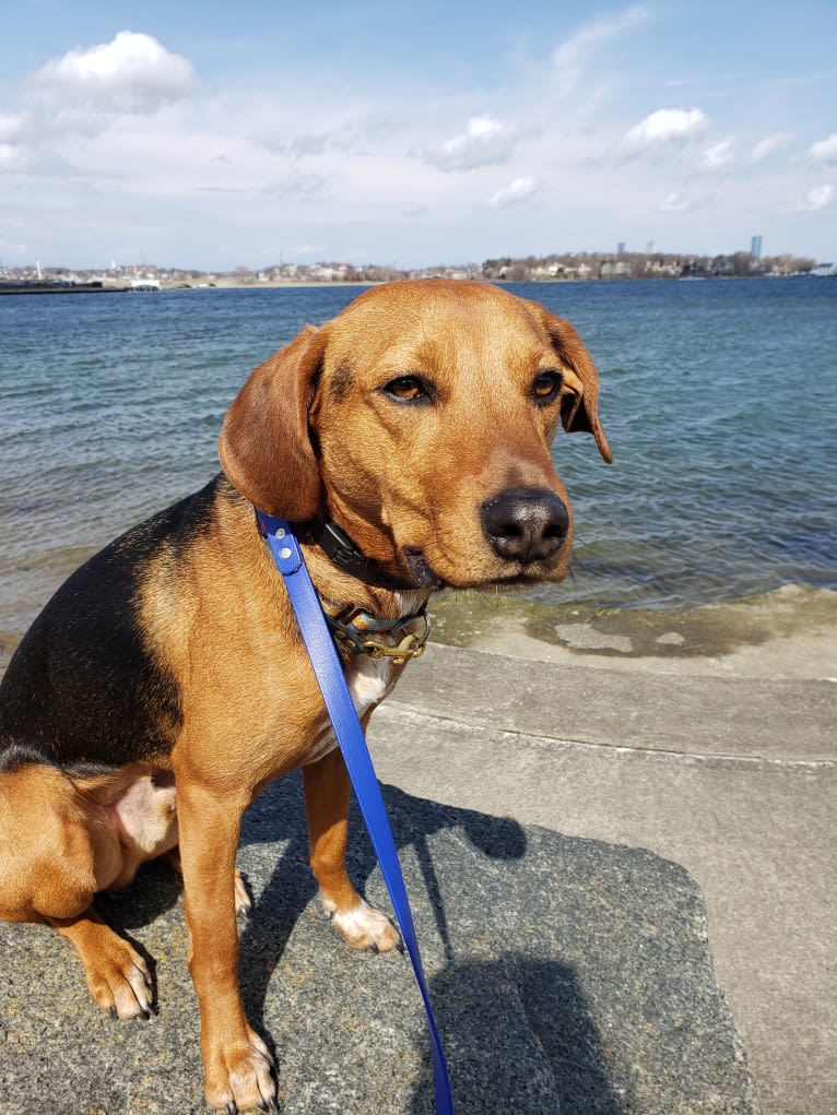 Rocky, an American English Coonhound and Beagle mix tested with EmbarkVet.com